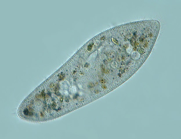 Leben im Teich das Pantoffeltierchen Paramecium caudatum 